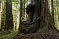 Avatar Grove Douglas-fir and Redcedar