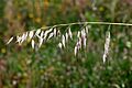 Avena May 2010-3