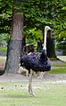 Avestruz (Struthio camelus), Tierpark Hellabrunn, Múnich, Alemania, 2012-06-17, DD 01