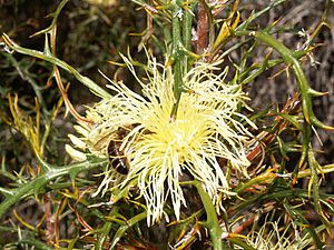 Banksia wonganensis(1).jpg