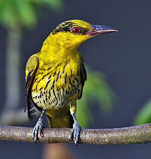 Black-naped Oriole (Oriolus chinensis)- immature in Kolkata W IMG 6532