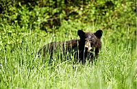 Black bear (11800419654)