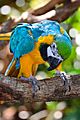 Blue and Yellow Macaw at Brevard Zoo