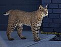 Bobcat, Southeast Calgary, Calgary, AB, Canada imported from iNaturalist photo 122372175