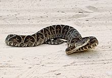 Bothrops alternatus in Brazil