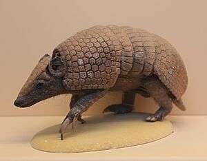 Brazilian three-banded armadillo (Tolypeutes tricinctus), Natural History Museum, London, Mammals Gallery.JPG