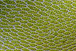 Bryum capillare leaf cells