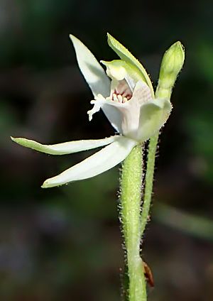 Caladenia chlorostyla kz04 - cropped.jpg
