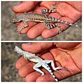 Callisaurus draconoides 001