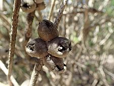 Calothamnus rupestris fruit