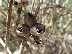 Calothamnus rupestris fruit