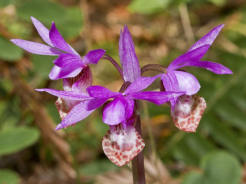 Calypso bulbosa - Flickr 005
