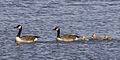 Canada goose (Branta canadensis) pair with chicks