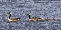 Canada goose (Branta canadensis) pair with chicks