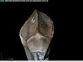 Ceratopsidae Tooth