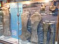 Cetiosaurus fossils