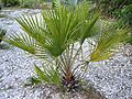 Cglabrescens