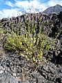 Chã das Caldeiras-Lavandula rotundifolia (1)