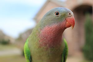 Close-up Princess Parrot