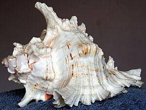 Conch