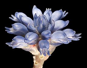Conospermum caeruleum subsp. caeruleum - Flickr - Kevin Thiele