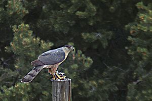Cooper's Hawk Eating a Finch