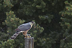 Cooper's hawk Facts for Kids
