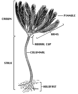 Crinoid anatomy
