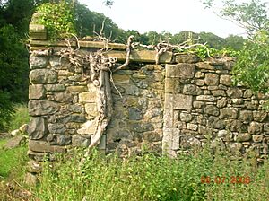 Cunninghamhead1