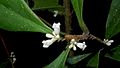 Daphnopsis racemosa Griseb. (12751985583)