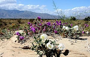 Desert flowers in the Ridgecrest Area