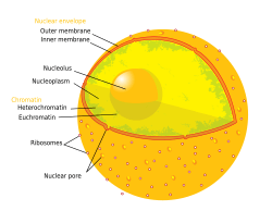 Diagram human cell nucleus