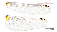 Diplacodes melanopsis female wings (34672002980)