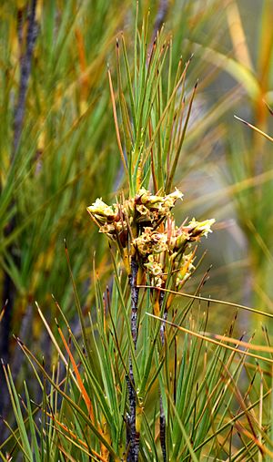 Dracophyllum longifolium in Aoraki Mount Cook NP 05.jpg
