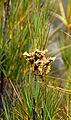 Dracophyllum longifolium in Aoraki Mount Cook NP 05
