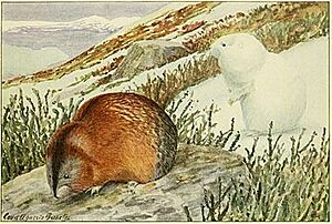 Dyctostonix nelsoni