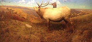 Elk Diorama in Bell Museum of Natural History