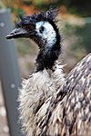 Emu02 - melbourne zoo.jpg