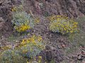 Encelia farinosa on slope 2005-02-20