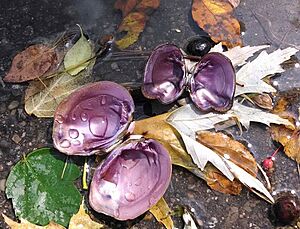 Epioblasma obliquata Purple Catspaw