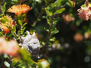 Eremaea brevifolia (fruit)