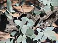 Eucalyptus-melanophloia