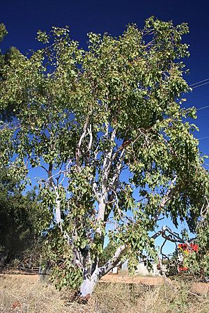 Eucalyptus bigalerita halfway rdhouse.jpg