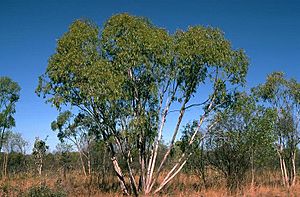 Eucalyptus chlorophylla.jpg