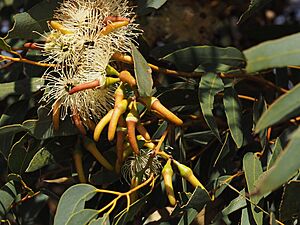 Eucalyptus diminuta