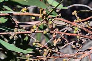 Eucalyptus sabulosa fruit.jpg