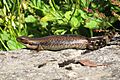 Eulamprus tympanum skink at Mount Donna Buang