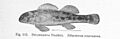 FMIB 51450 Swannanoa Darter Etheostoma swannanoa