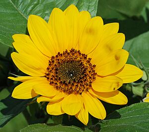 Flower July 2011-2 1 cropped