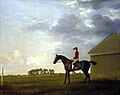 George Stubbs (1724-1806) - Gimcrack with John Pratt up on Newmarket Heath - PD.7-1982 - Fitzwilliam Museum
